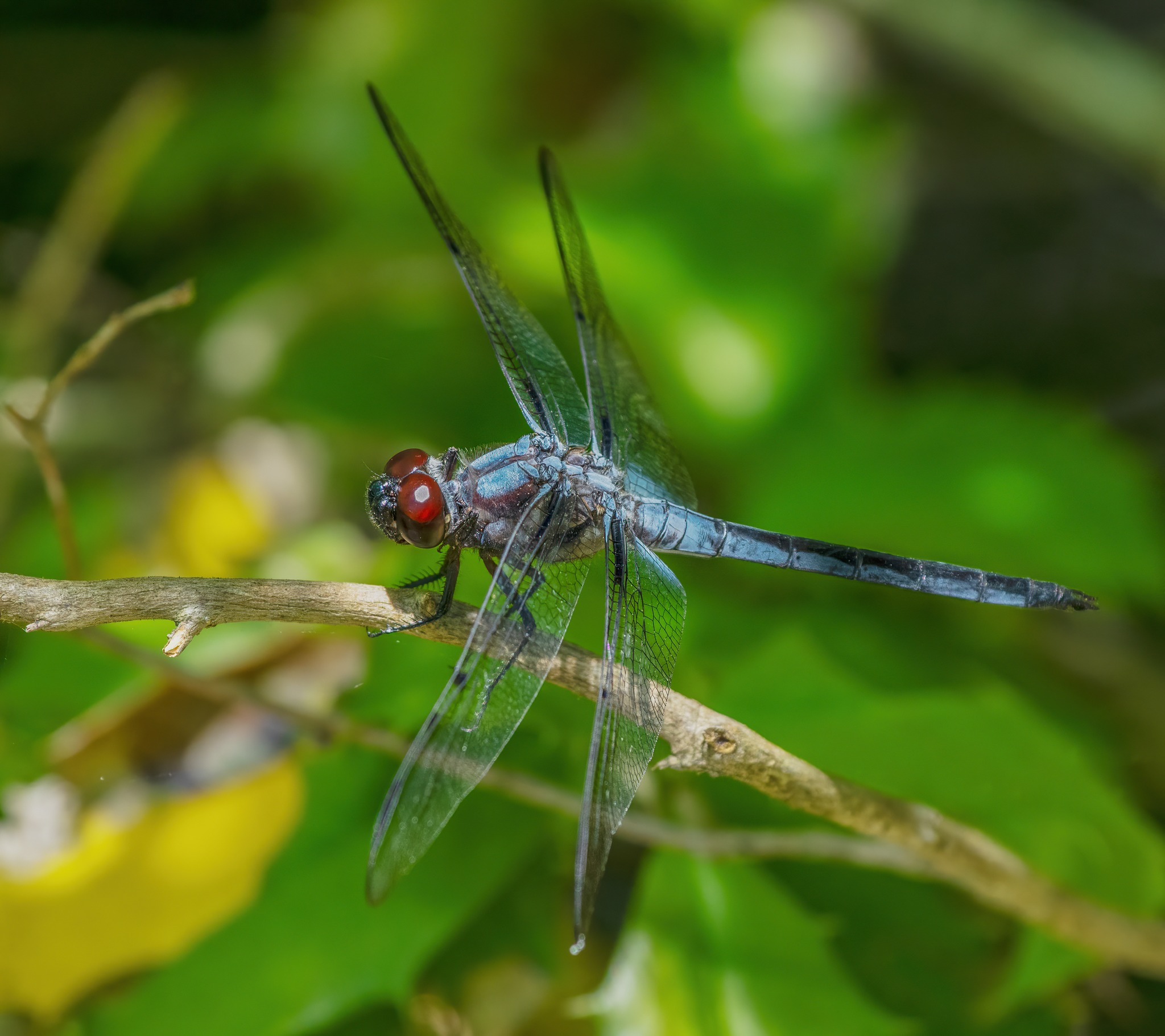 Blue Dragonfly